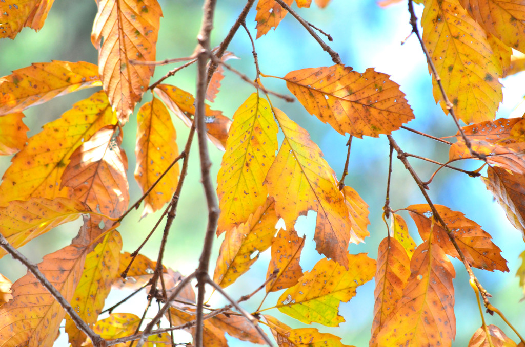 ブナの紅葉