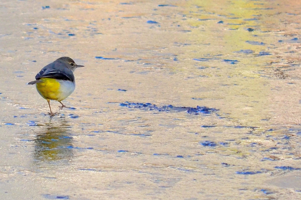 凍った池の上を歩くキセキレイ (Grey Wagtail)