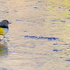 凍った池の上を歩くキセキレイ (Grey Wagtail)