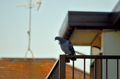 カワラバト (Rock Dove / Rock Pigeon)