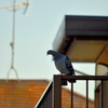 カワラバト (Rock Dove / Rock Pigeon)