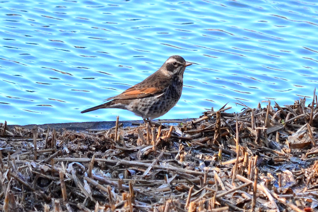 ツグミ (Dusky thrush)