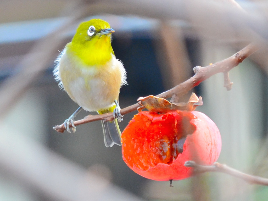 メジロ (Japanese White-eye) 