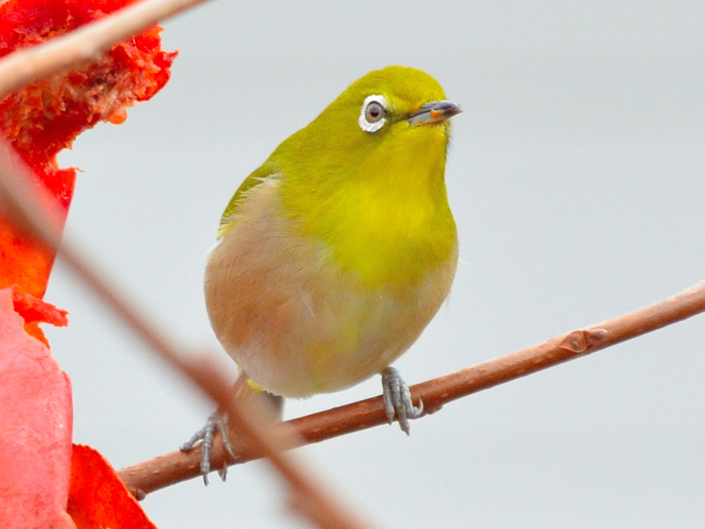 Japanese White-eye (メジロ)