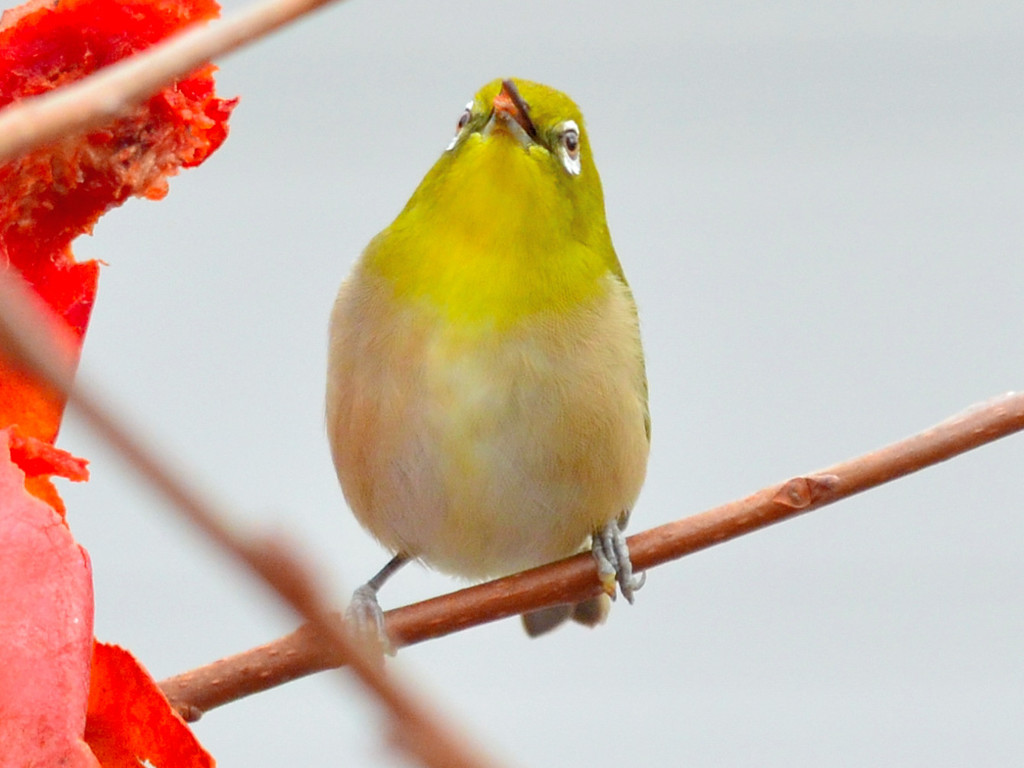 メジロ（Japanese White-eye）