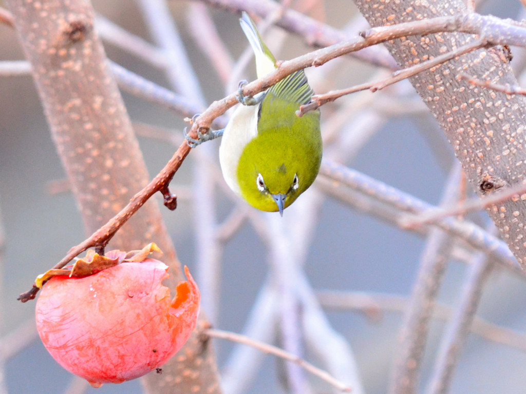メジロ （Japanese White-eye）