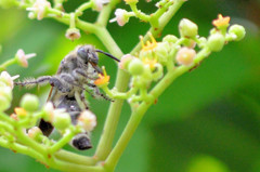 ヤブカラシの蜜を吸うニホンミツバチ