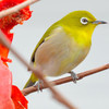 Japanese White-eye (メジロ)