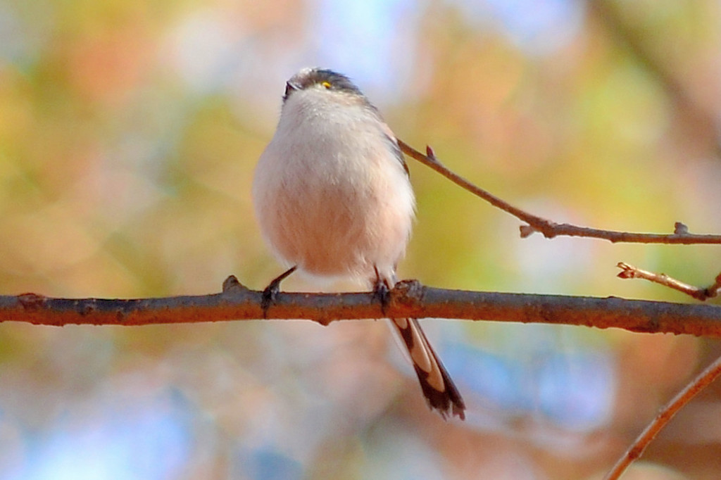 エナガ (Long-tailed-Tit)