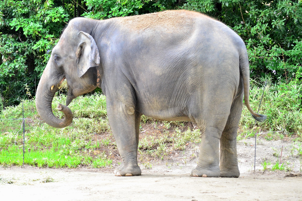 インドゾウ（メス）