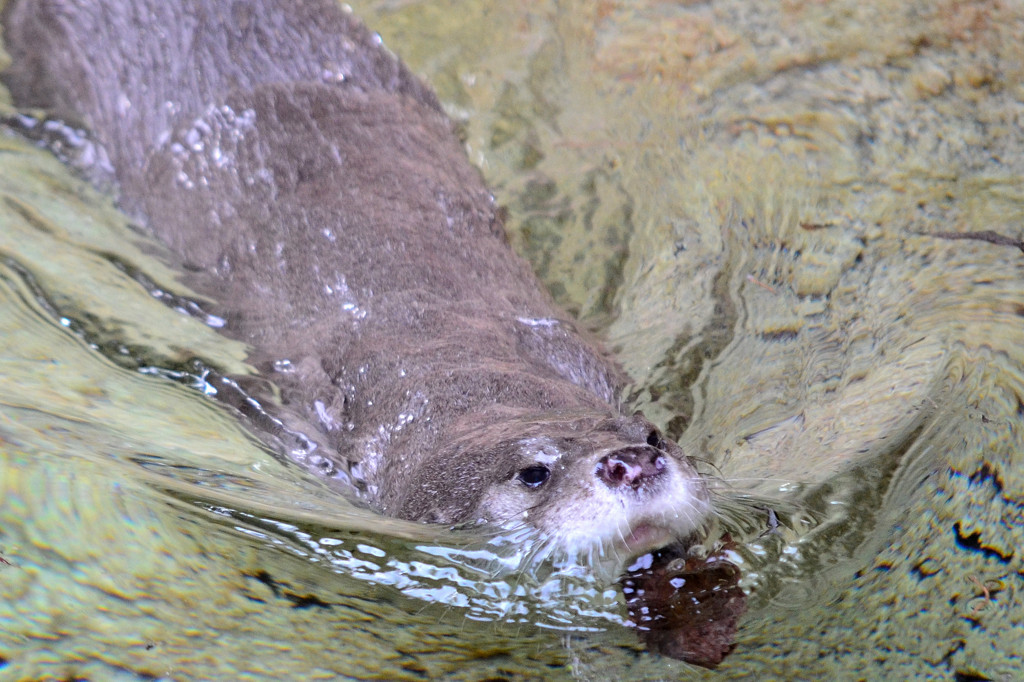 ユーラシアカワウソ