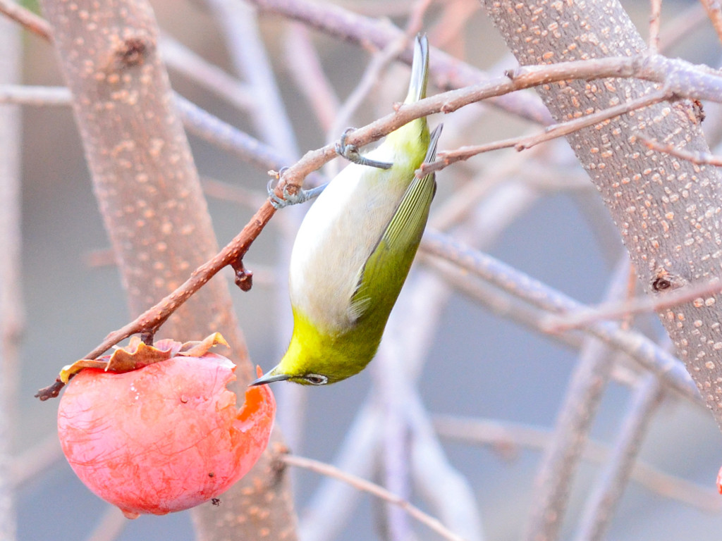 メジロ （Japanese White-eye）