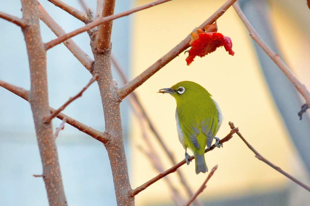 メジロ （Japanese White-eye）
