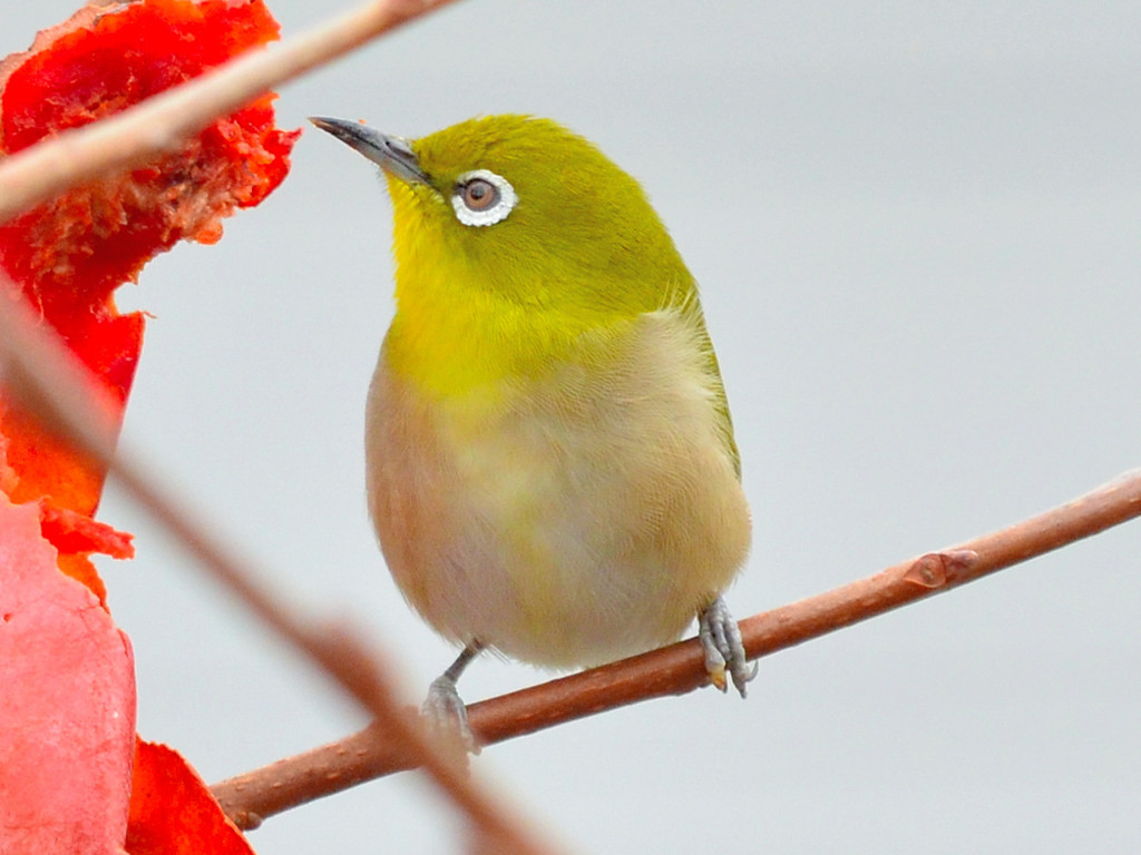 メジロ（Japanese White-eye）