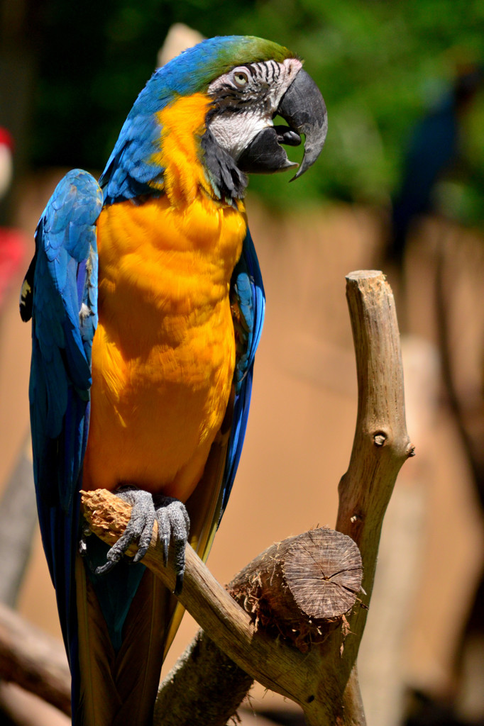 ルリコンゴウインコ（多摩動物公園）