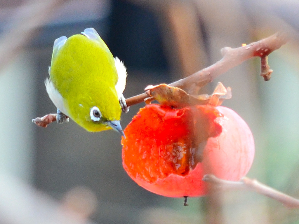 メジロ (Japanese White-eye)