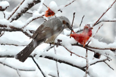 ヒヨドリ (Bulbul Brown-eared)