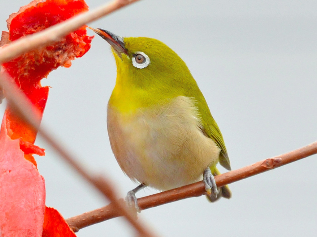 メジロ（Japanese White-eye）