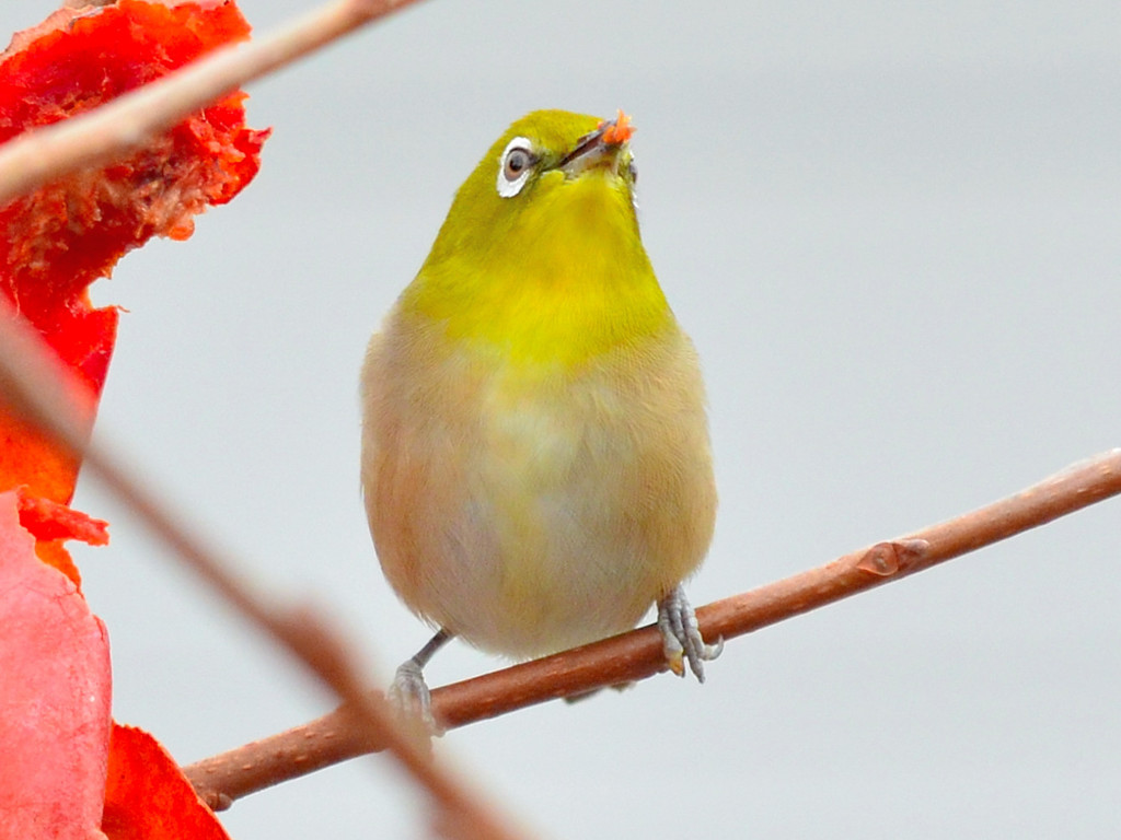 メジロ（Japanese White-eye）