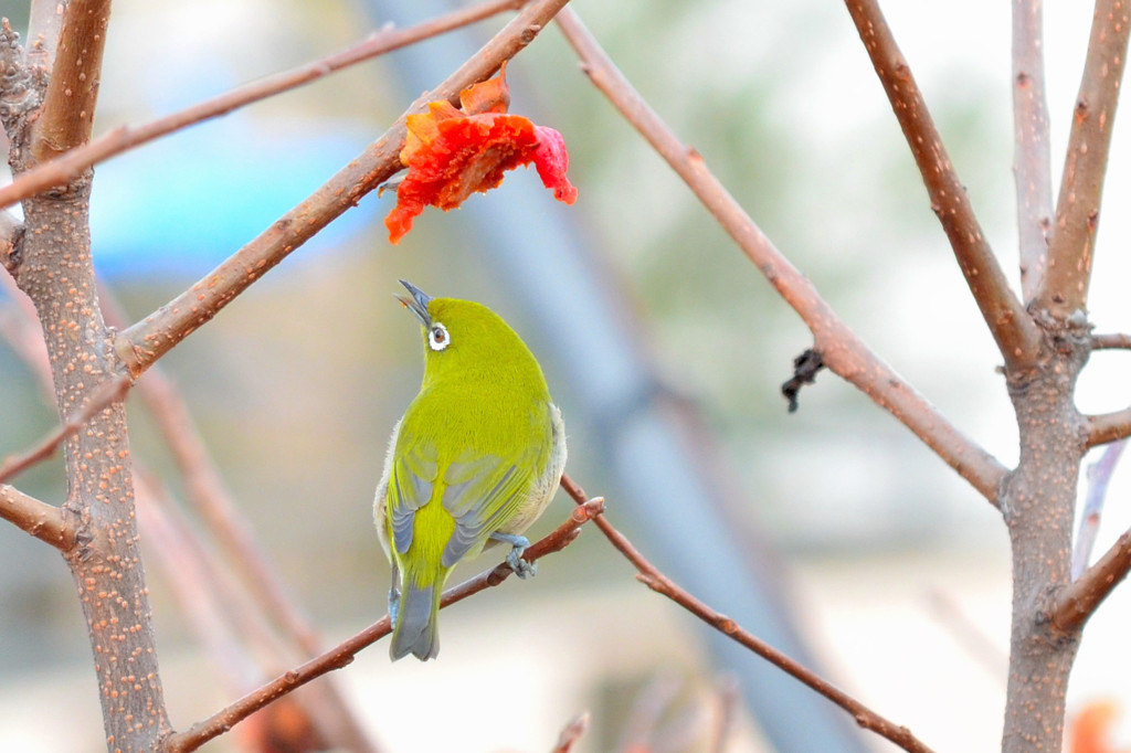 メジロ （Japanese White-eye）
