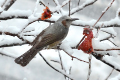 ヒヨドリ (Bulbul Brown-eared)