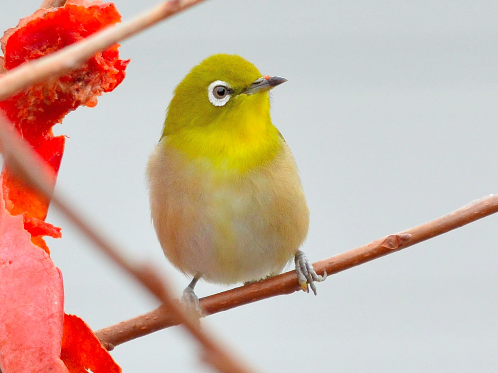 メジロ（Japanese White-eye）