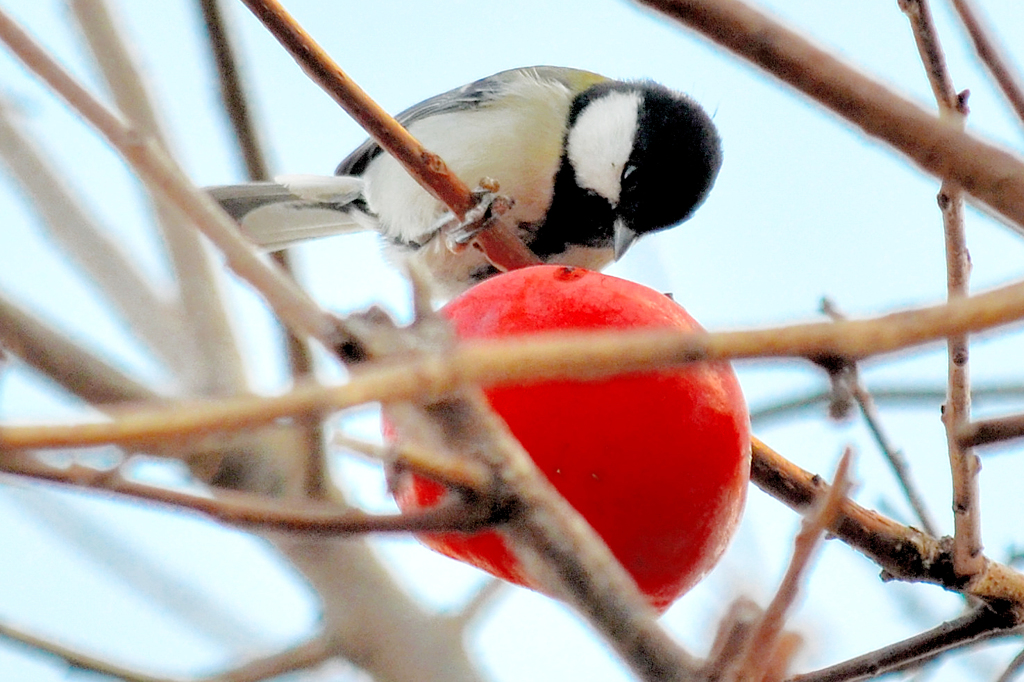 Japanese Tit (シジュウカラ・四十雀)