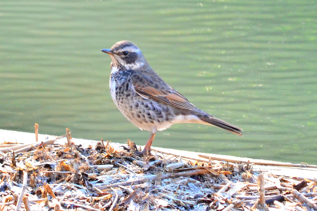 ツグミ (Dusky thrush)