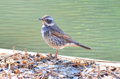 ツグミ (Dusky thrush)