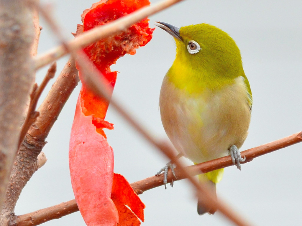 Japanese White-eye (メジロ)