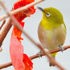 Japanese White-eye (メジロ)