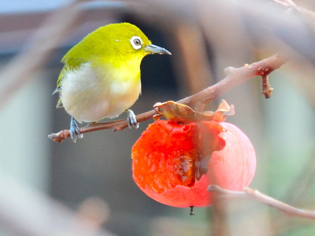 メジロ (Japanese White-eye)