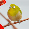 Japanese White-eye (メジロ)