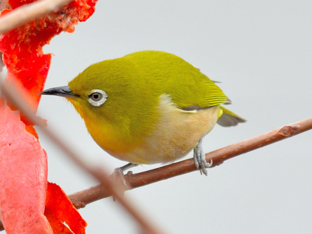 Japanese White-eye (メジロ)