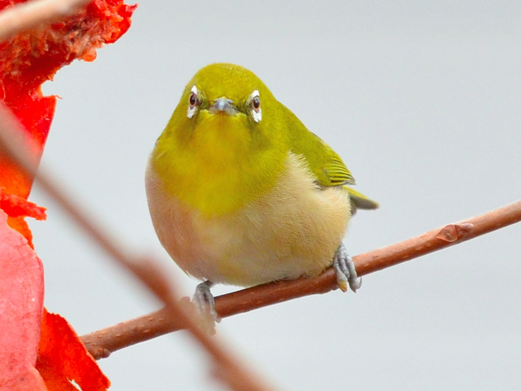 メジロ（Japanese White-eye）