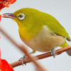 Japanese White-eye (メジロ)