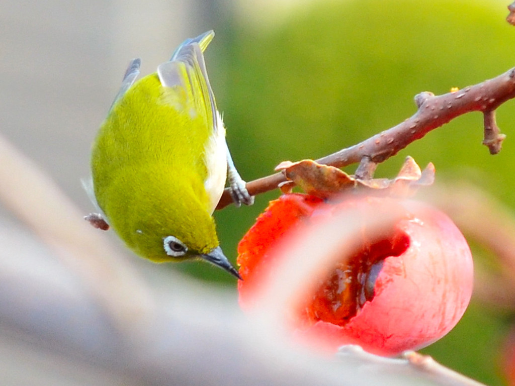 メジロ (Japanese White-eye) 
