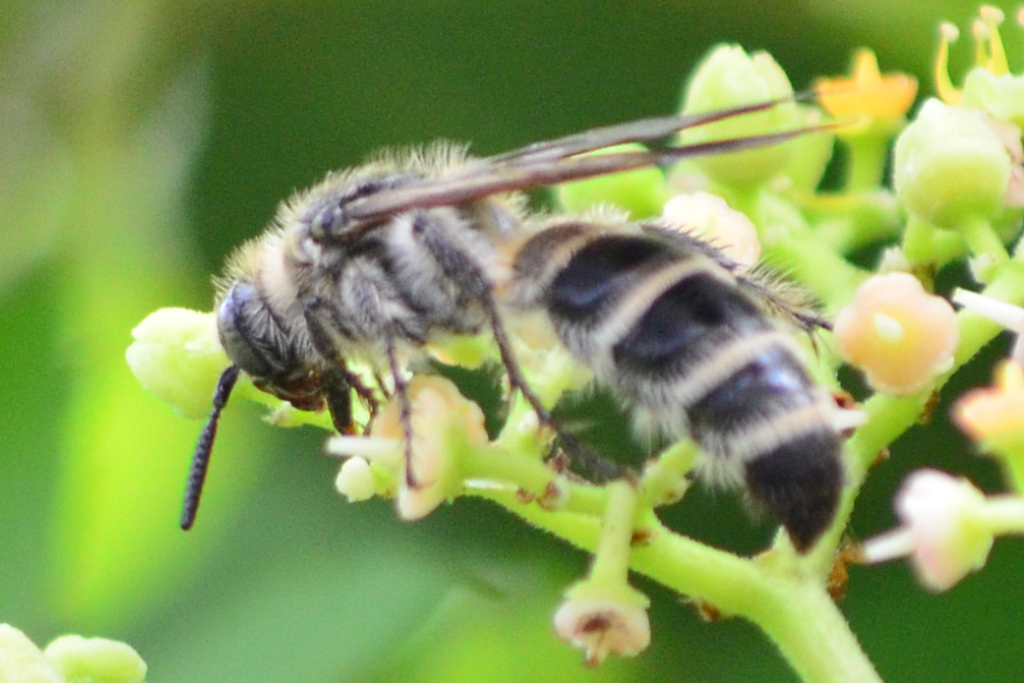 ヤブカラシの蜜を吸うニホンミツバチ