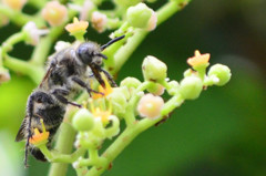 ヤブカラシの蜜を吸うニホンミツバチ