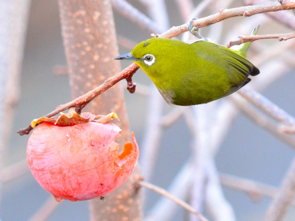 メジロ （Japanese White-eye）