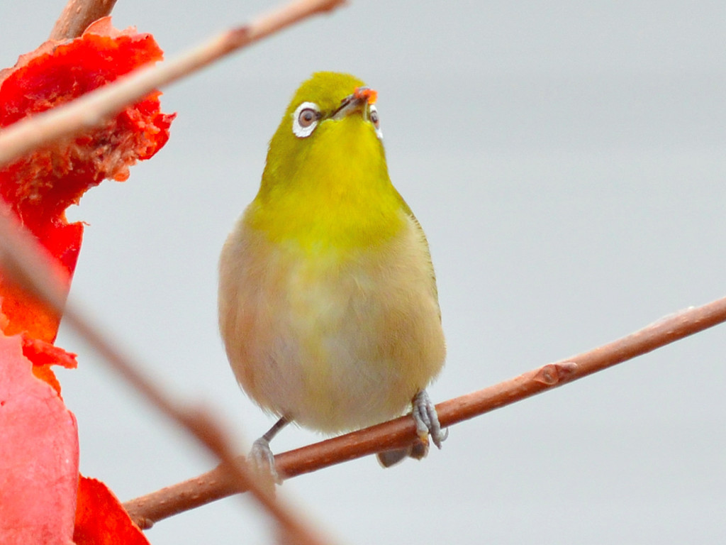 メジロ（Japanese White-eye）