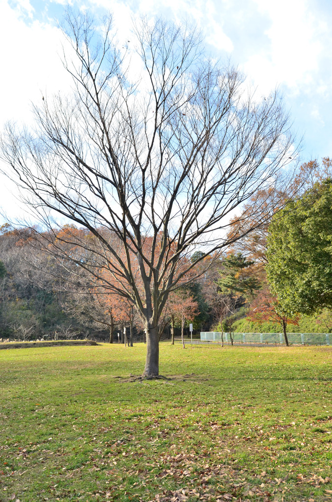 初冬の北八朔公園