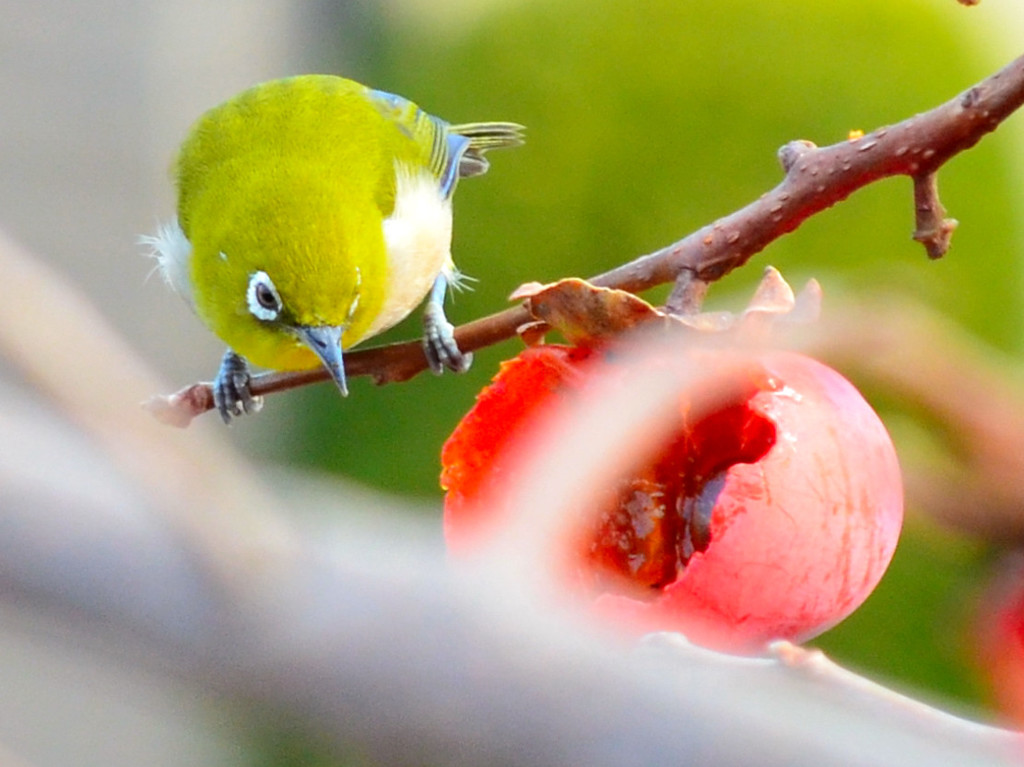  メジロ (Japanese White-eye) 