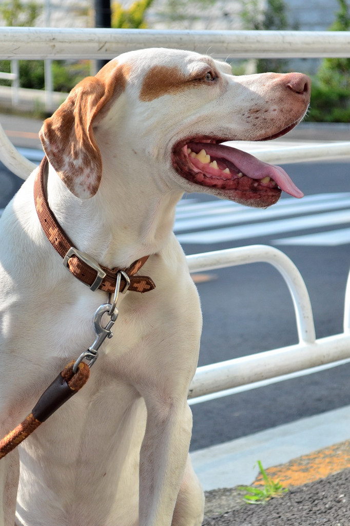 主人を待つ犬