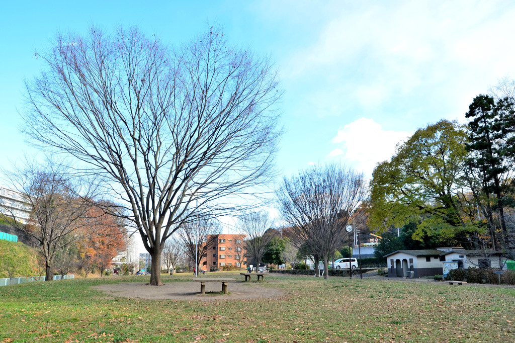 初冬の北八朔公園