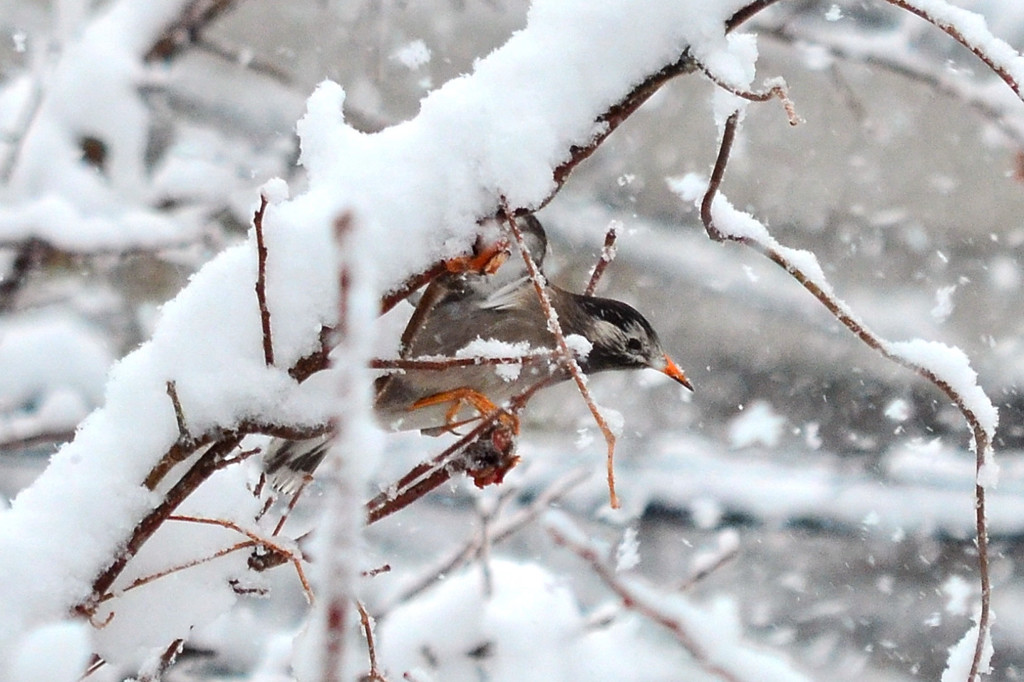ムクドリ (Grey Starling)