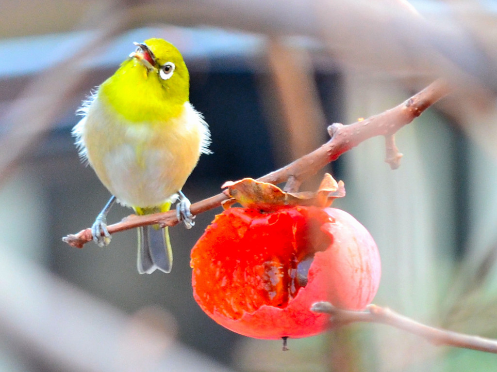 天を仰ぐメジロ (Japanese White-eye) 