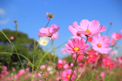 Cosmos