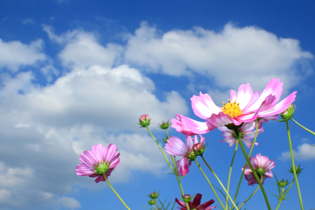 Cosmos