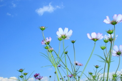 Cosmos